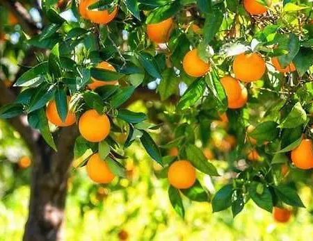 Jouvacations Noguera